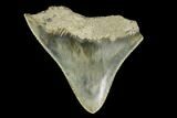 Serrated, Juvenile Megalodon Tooth - Indonesia #149891-1